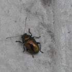 Metallic leaf beetle