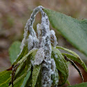 West Indian Flatid Planthopper Nymphs