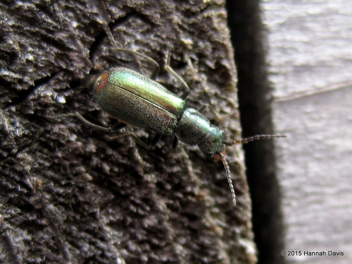 Common malachite beetle