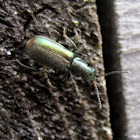 Common malachite beetle