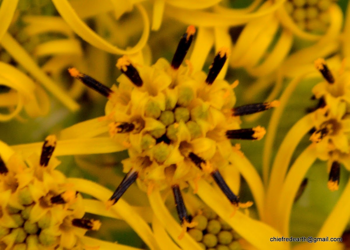 Stem Clasping Ligularia, Ligularia