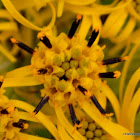 Stem Clasping Ligularia, Ligularia