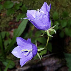 Peach-leaved Bellflower