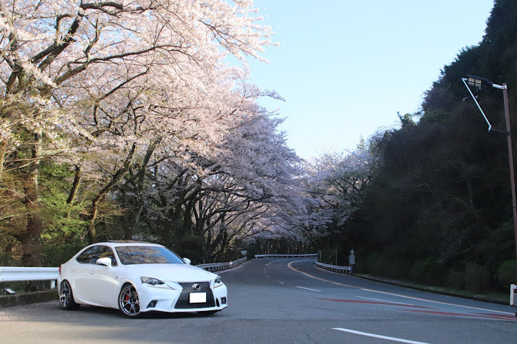 ISの桜とコラボ・is350fスポーツ・富士山とコラボ・箱根ターンパイクに関するカスタム事例の投稿画像2枚目