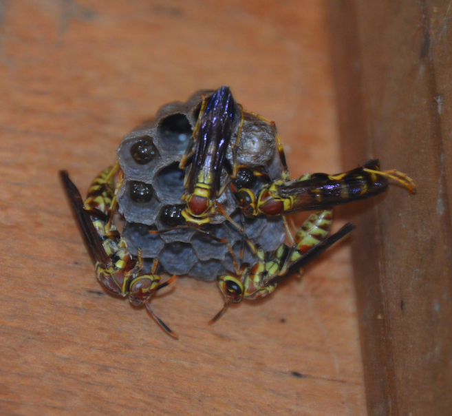 Polistes exclamans