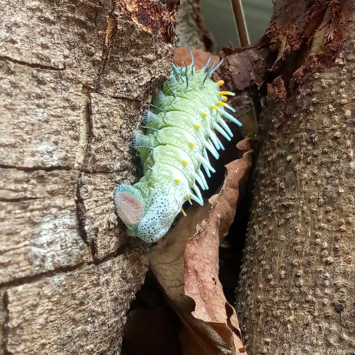 Atlas Moth (larva)