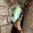 Atlas Moth (larva)