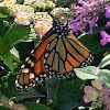 Monarch Butterfly