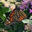 Monarch Butterfly