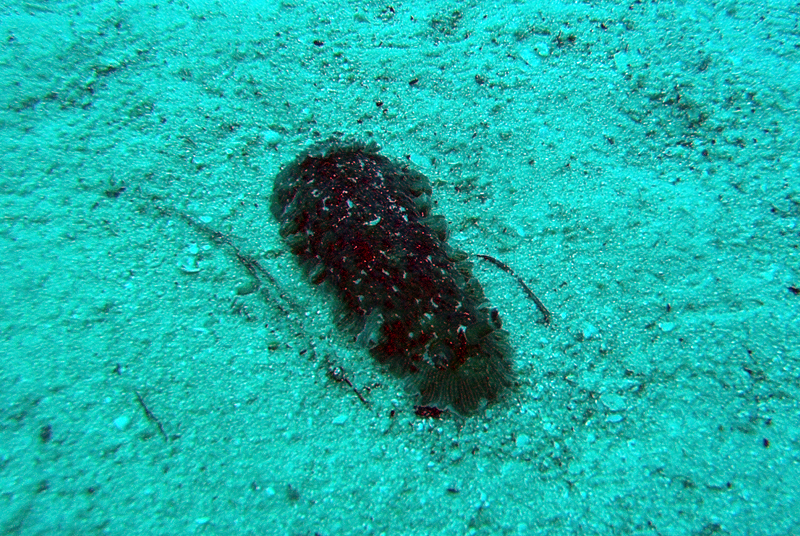 Dendrodoris grandiflora