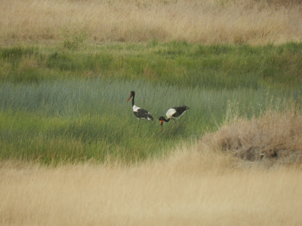 Saddle Billed Stork