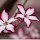 Lily New Tab HD Wallpapers Pop Flowers Theme