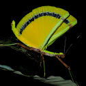 Yellow Umbrella Stick Insect