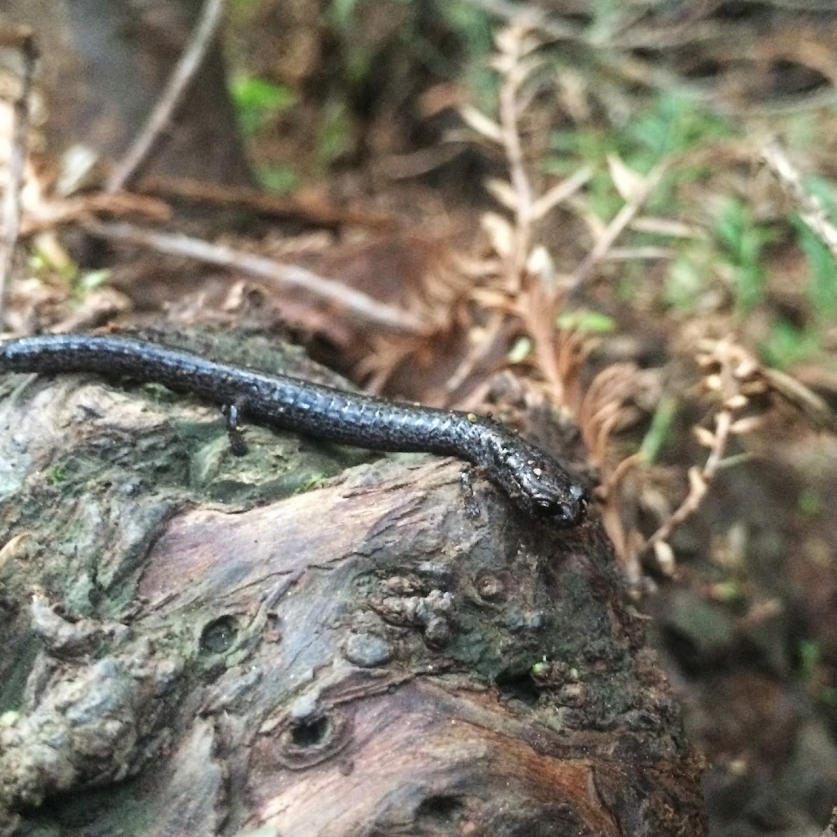 California Slender Salamander