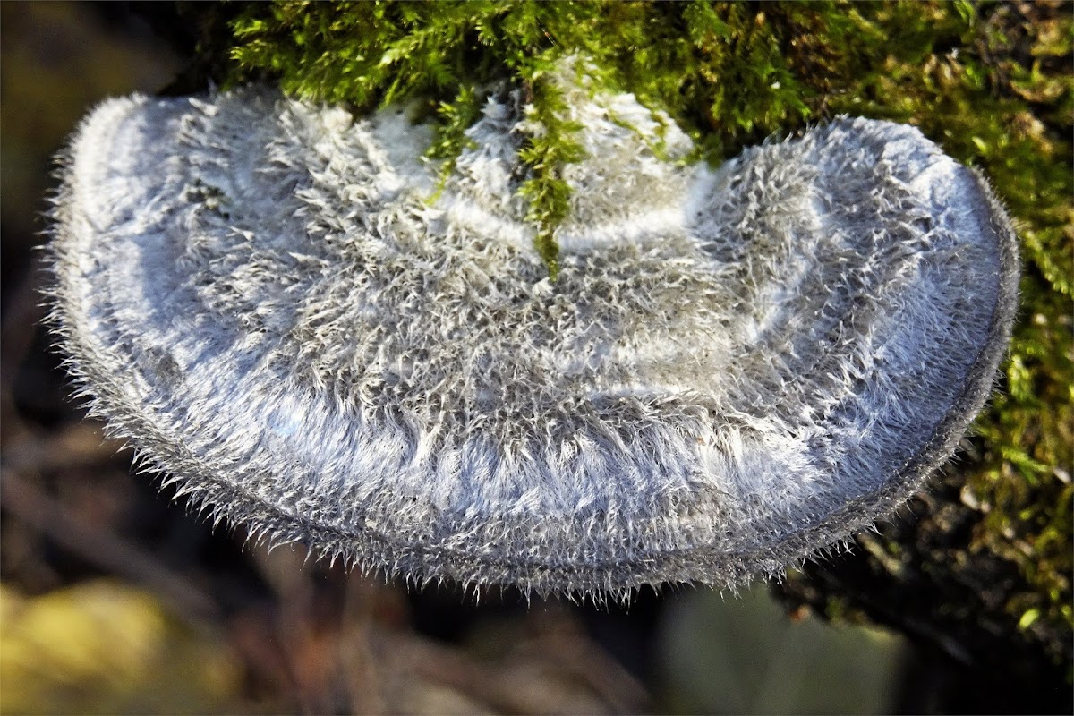 Hairy bracket fungus