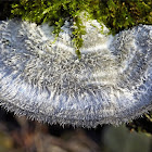 Hairy bracket fungus