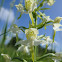 Greater butterfly-orchid