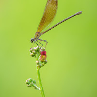 la damigella  di 