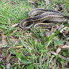 Eastern Garter Snake