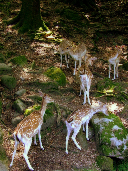 Riunione nel bosco di nullascatenano