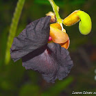 Black Flower