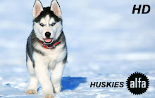 Husky HD Wallpaper Huskies New Tab Themes small promo image