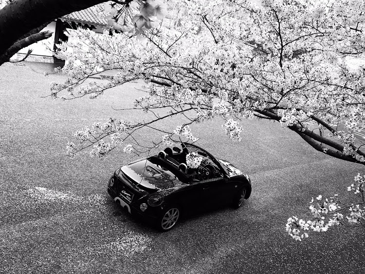 コペンのドライブ・桜とコラボ・田原城付近・絵になるクルマに関するカスタム事例の投稿画像5枚目