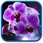 Cover Image of Download Orchids Live Wallpaper 1.0.1 APK