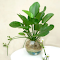 Item logo image for Aquatic plant wallpaper