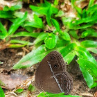 Common Bush Brown