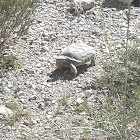 Desert Tortoise