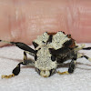 Scorpion-beetle
