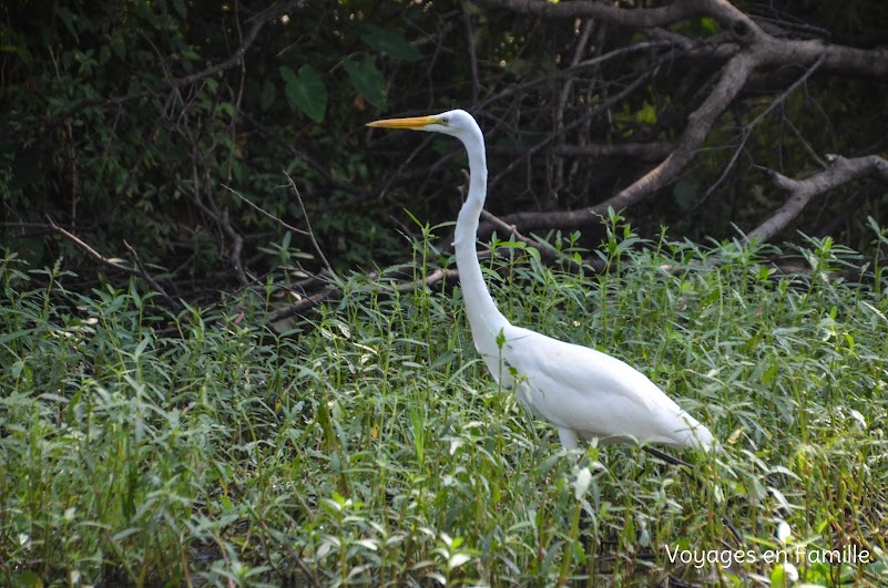 Egret swamp tour