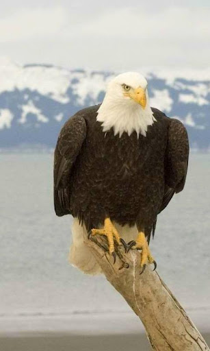 Eagle Live Wallpaper - backgrounds hd