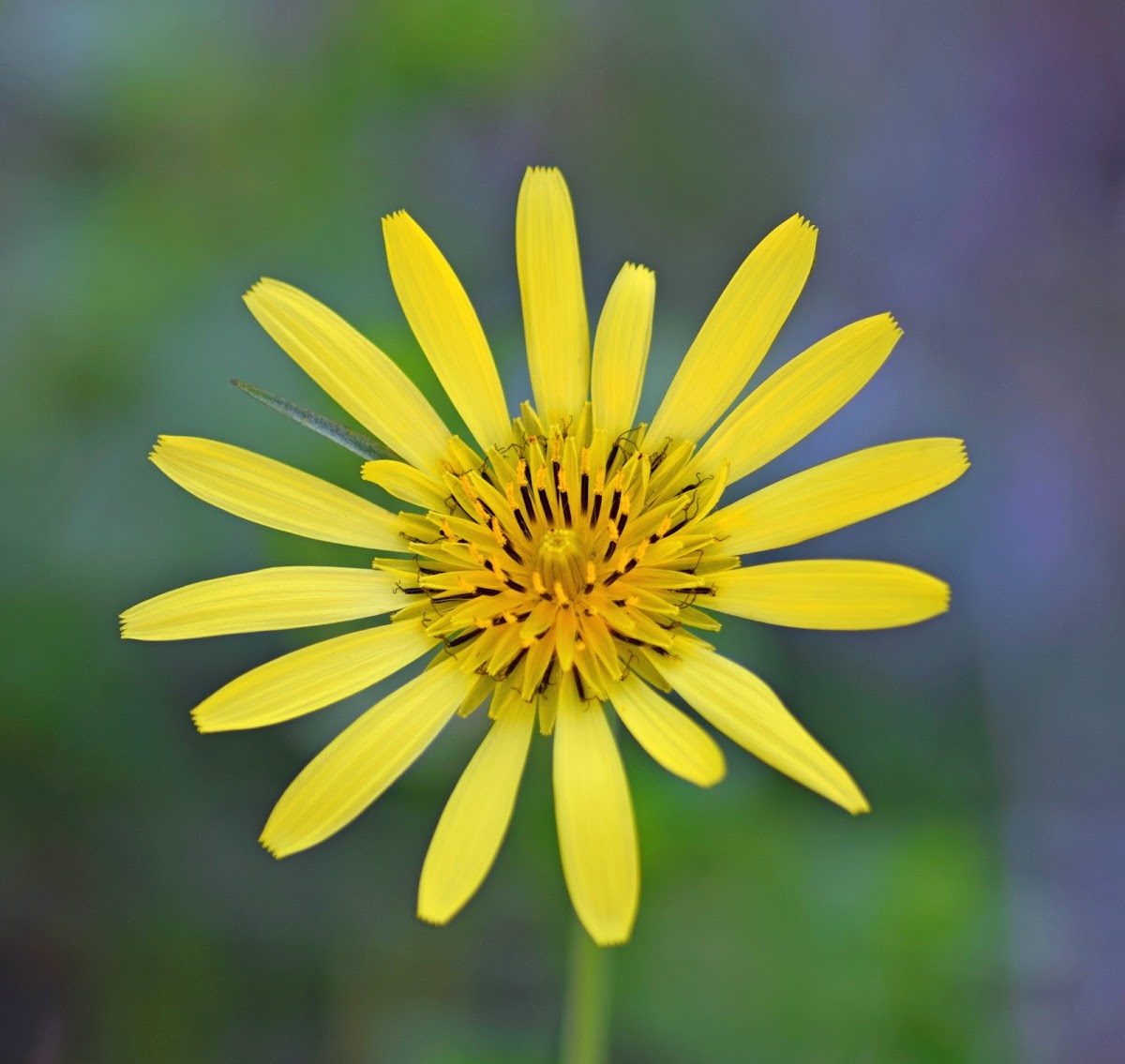 Oriental Goat's Beard