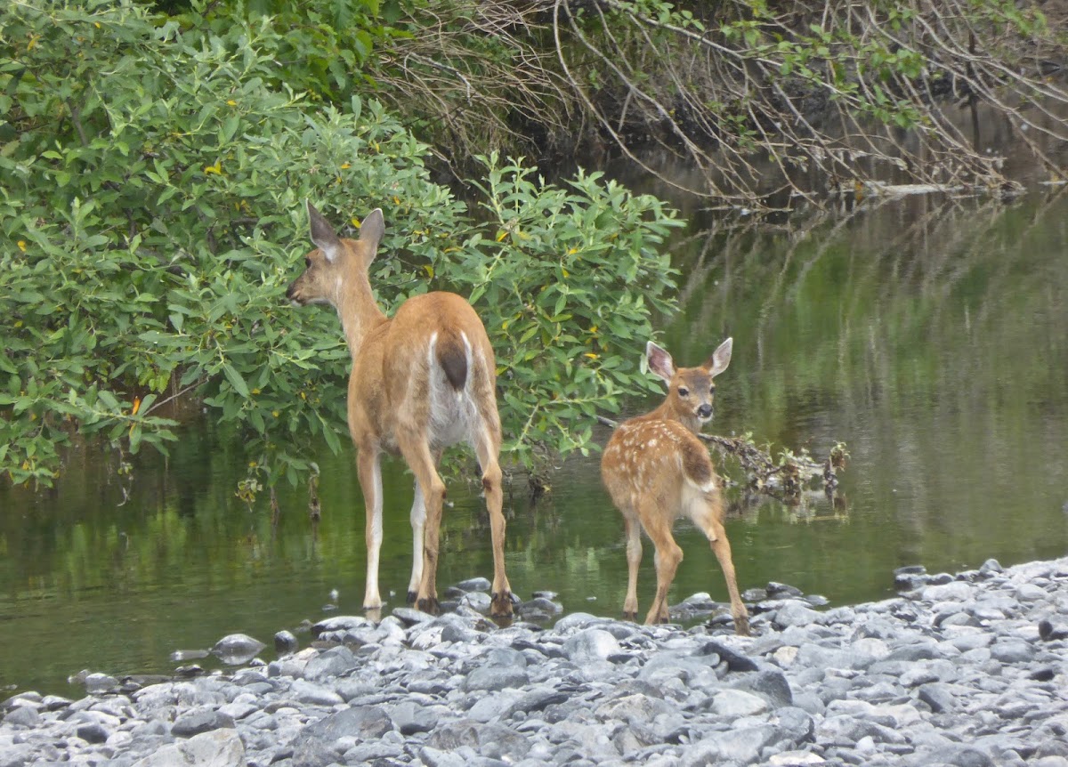 Sitka Black-tailed Deer