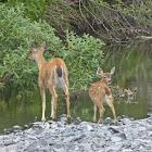 Sitka Black-tailed Deer