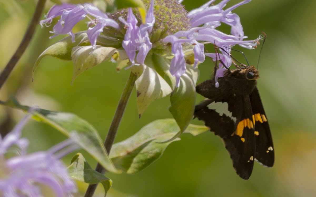 Silver-spotted Skipper