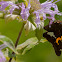 Silver-spotted Skipper