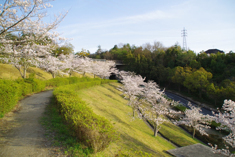 フィットの桜とコラボ・一眼レフ初心者・桜と愛車に関するカスタム事例の投稿画像3枚目