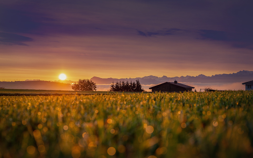 sunset in the fields