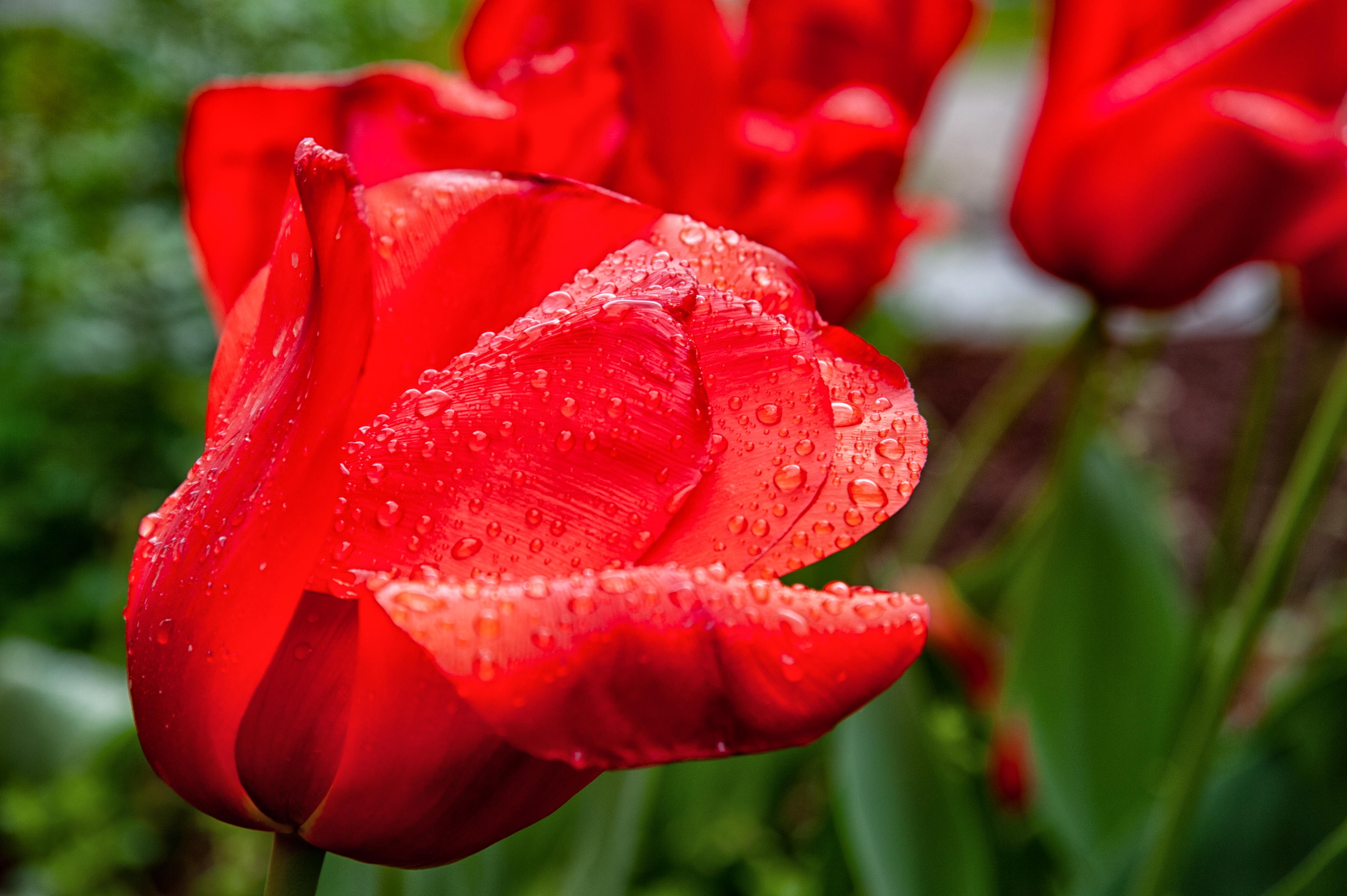 Primavera in zona rossa. di Gian Piero Bacchetta