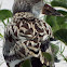 Black Skimmer immature