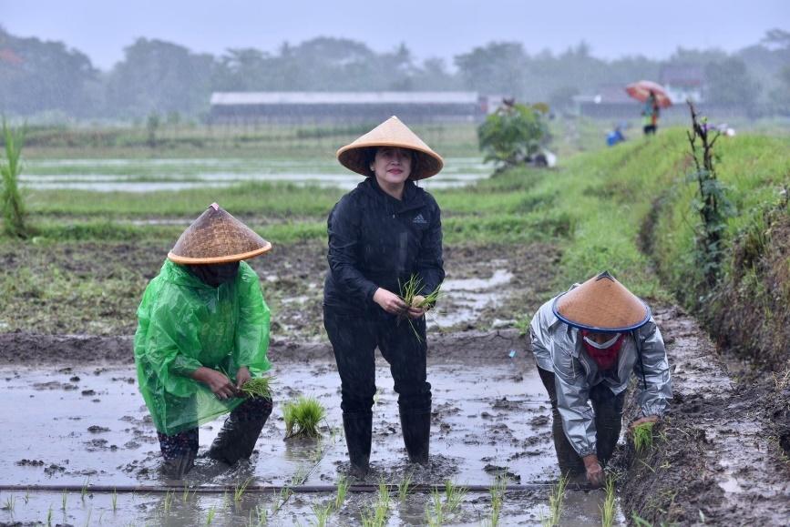 Puan Maharani Petani Padi