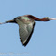 Glossy Ibis; Morito