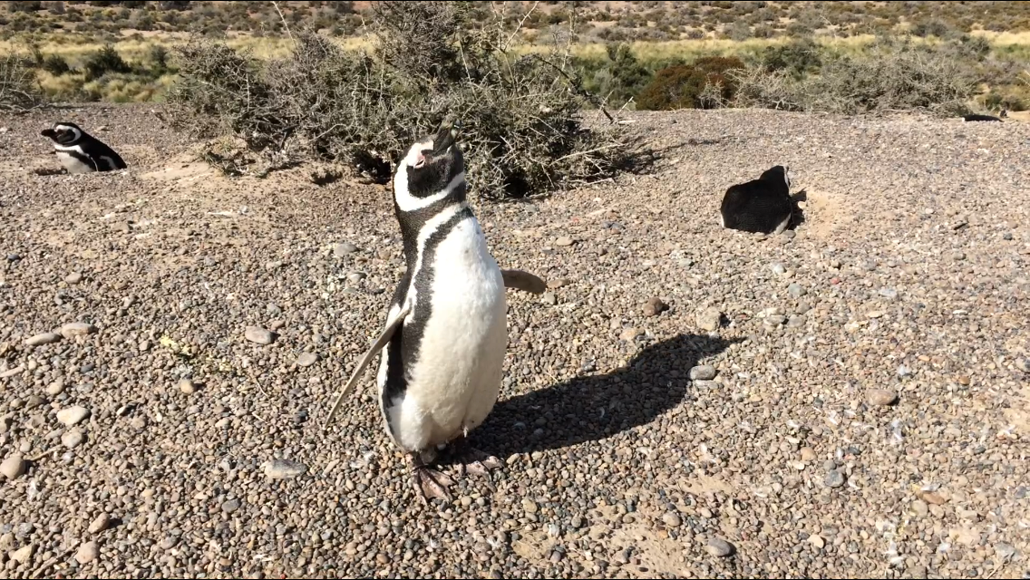 Pingüino de Magallanes