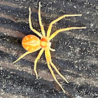 Running Crab Spider