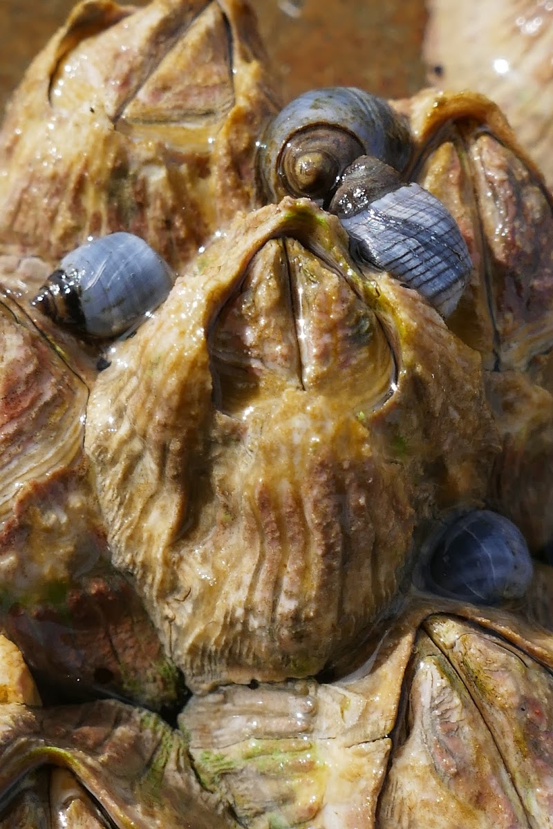 Rose-coloured Barnacle