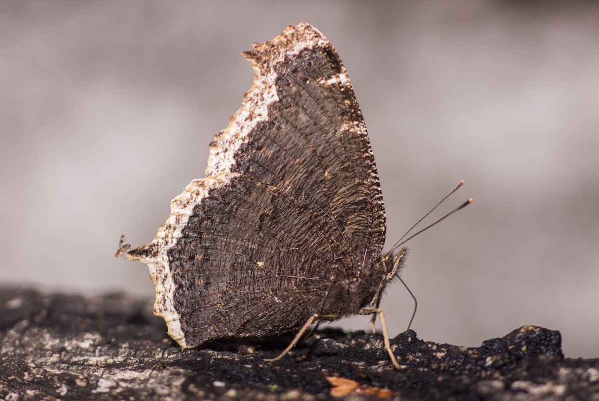 Mourning Cloak