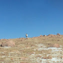 Big horn sheep.